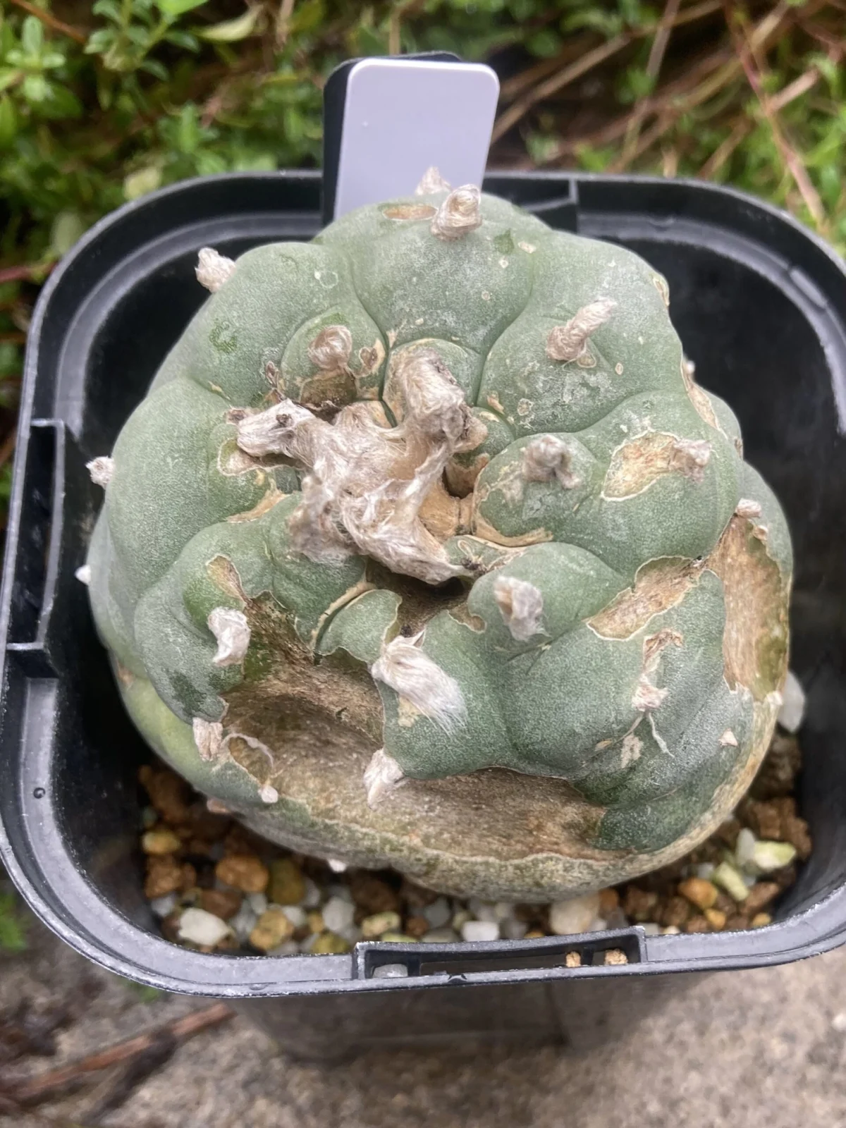 多肉植物　ロフォフォラ　銀冠玉　害獣　ネズミ