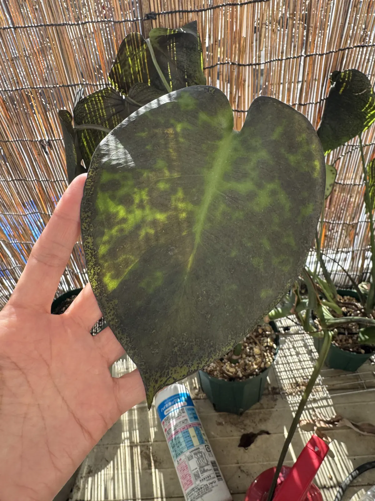 モンステラデリシオーサ 凍傷