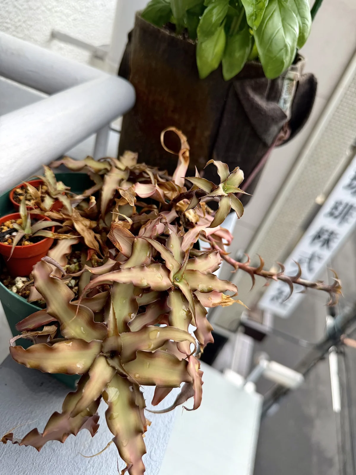 クリプタンサス デリカタス セルビー由来株