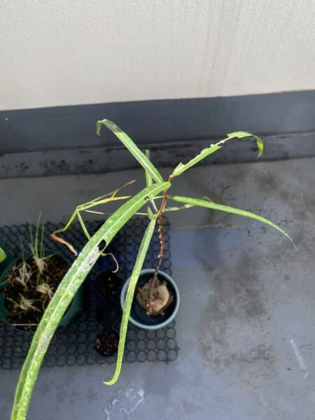 ブラキキトン　ボトルツリー　害虫　食害