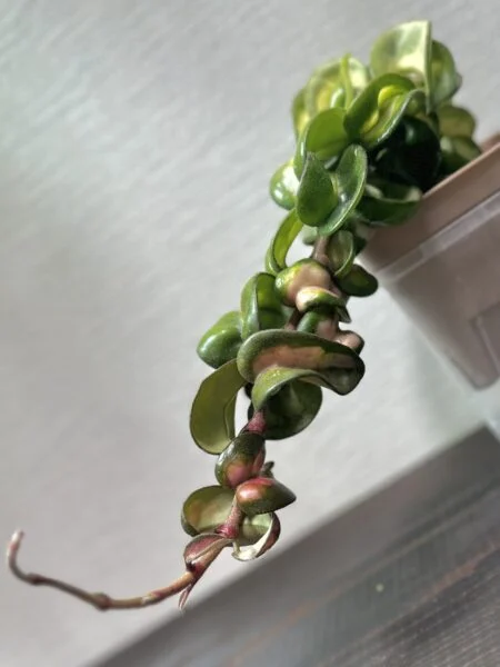 ホヤ　カルノーサ　コンパクタ　斑入り