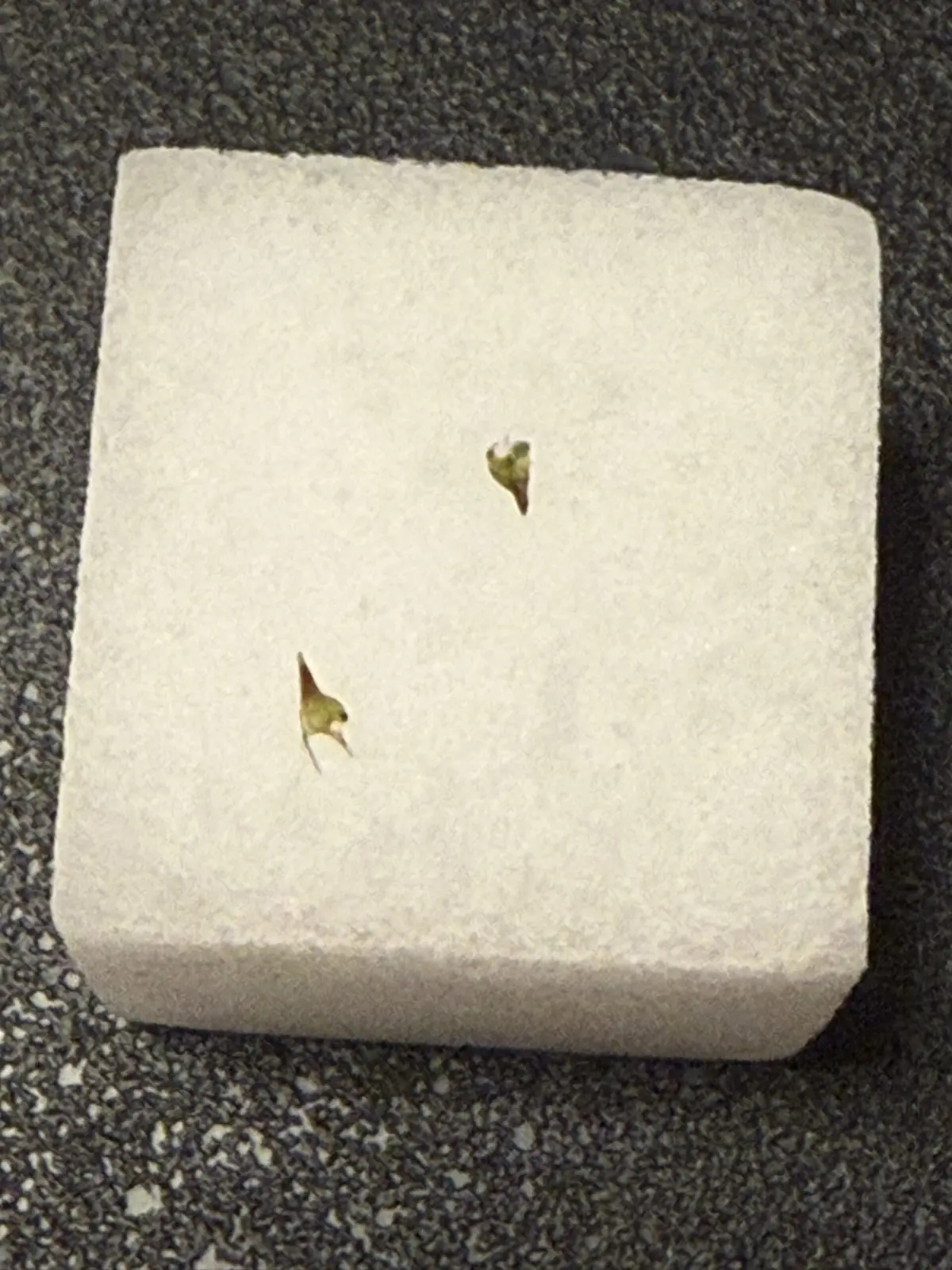 ティランジア　品種不明