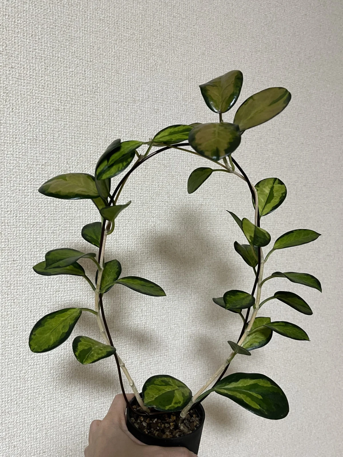 ホヤ オーストラリスリサ