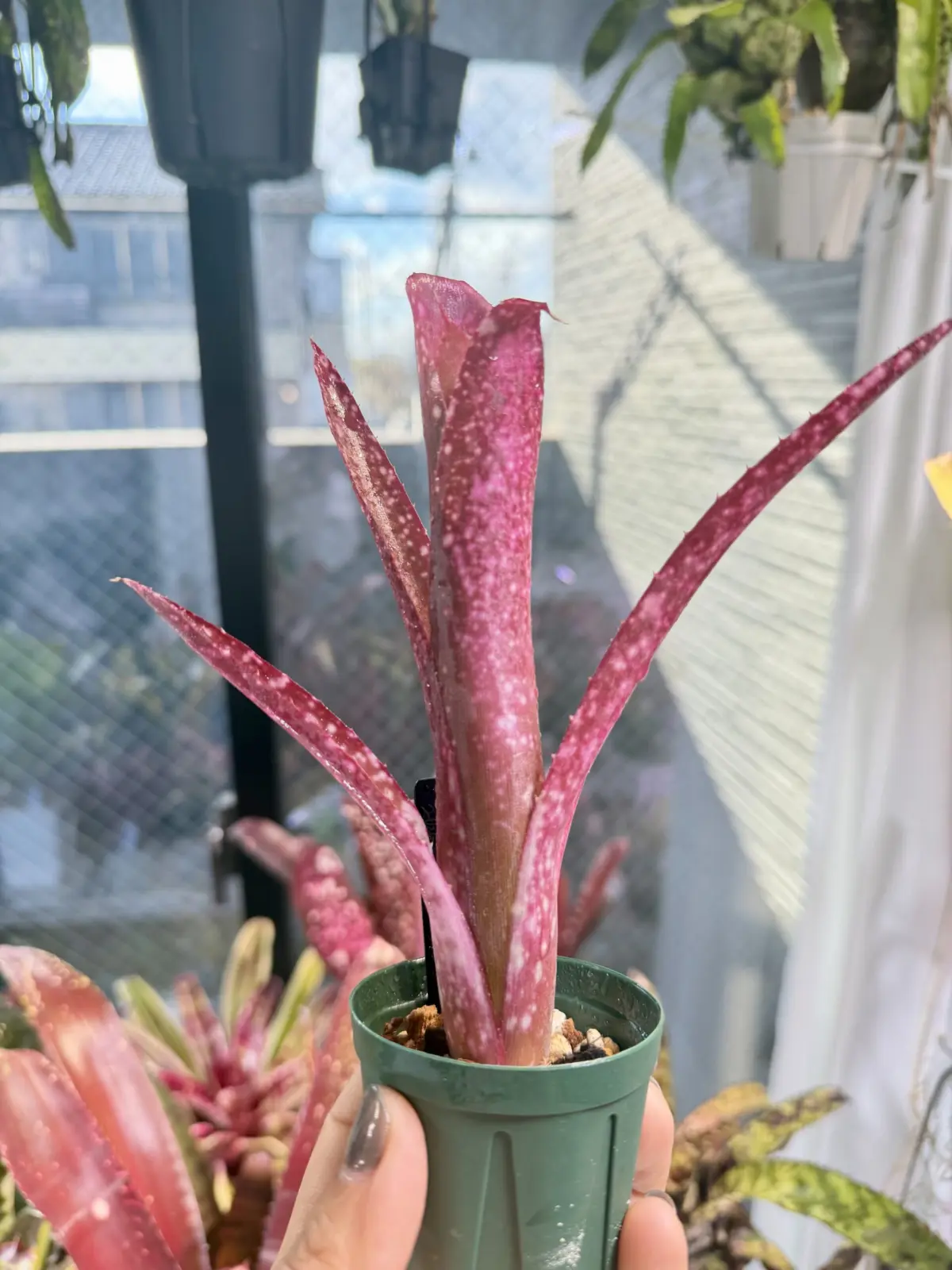 ビルベルギア　ピンクシャンパン