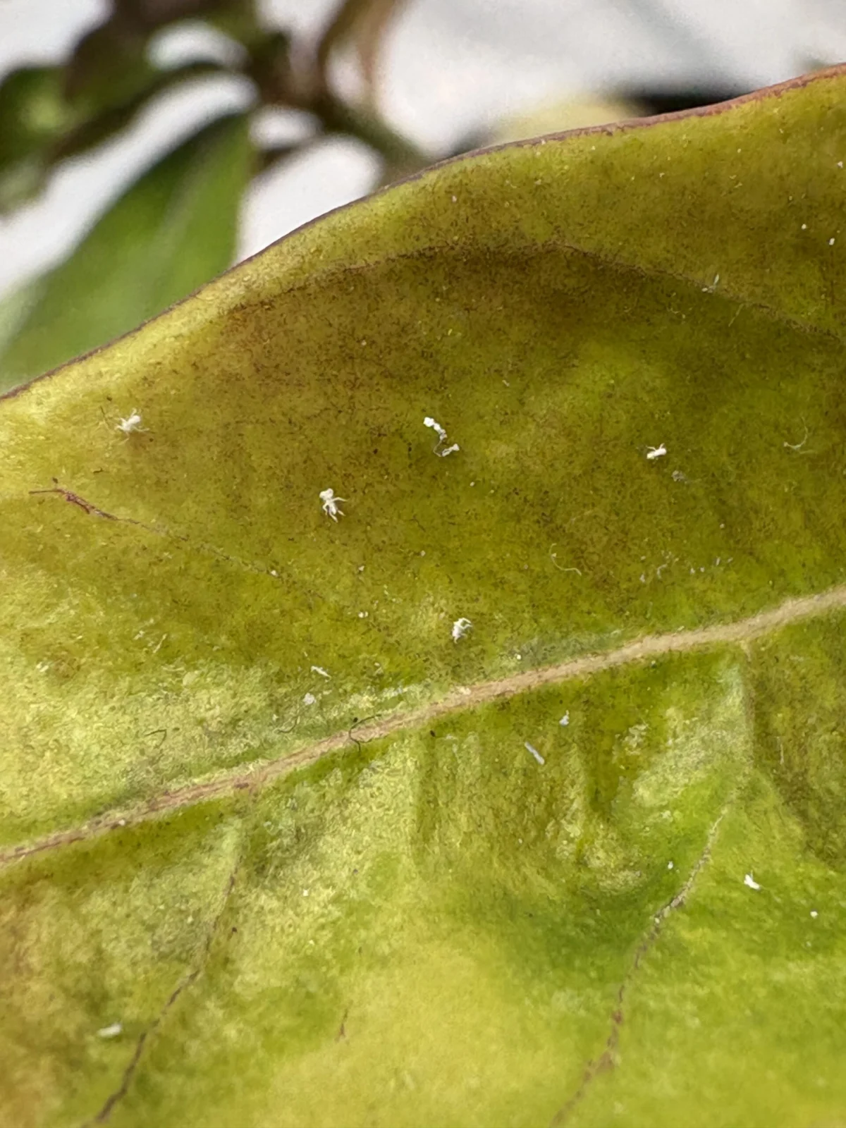 アデニウム　オベスム　害虫