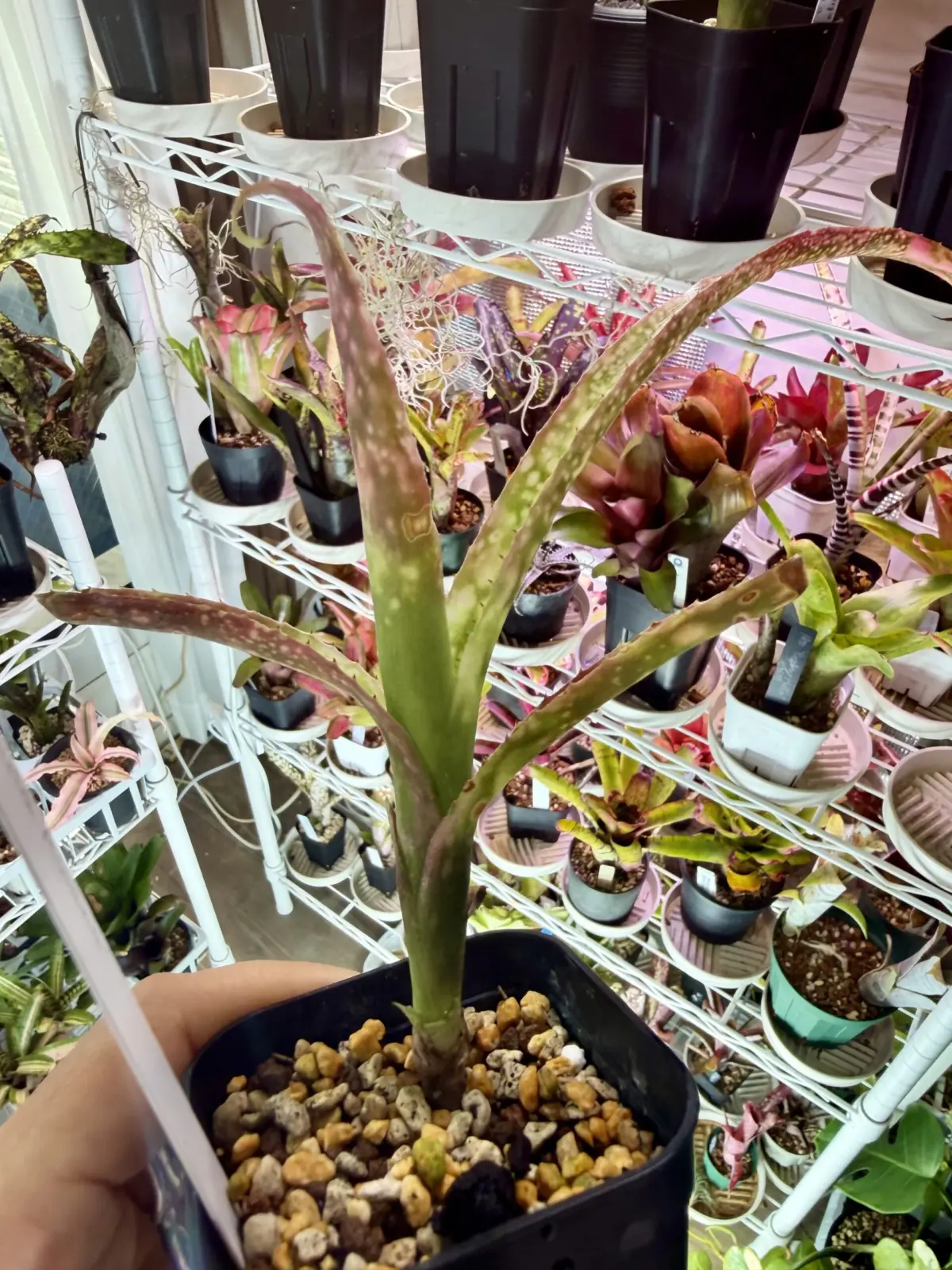 ビルベルギア　フラアウワナ