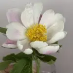 ca_loccaのアバター