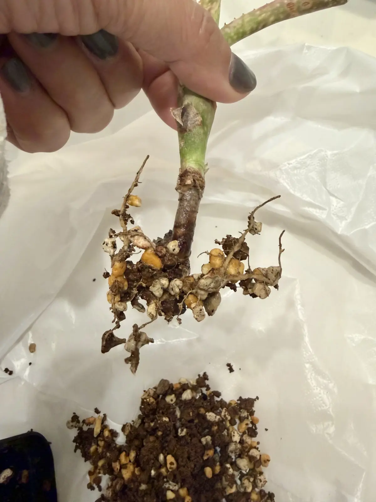 ビルベルギア　フラアウワナ　根っこ