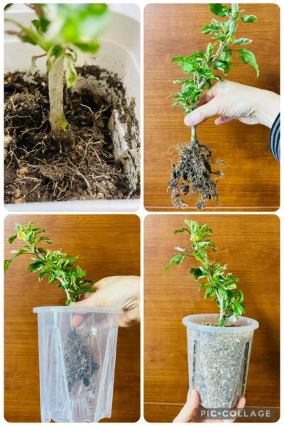 ハイビスカス　斑入り　スノーフレーク　植え替え