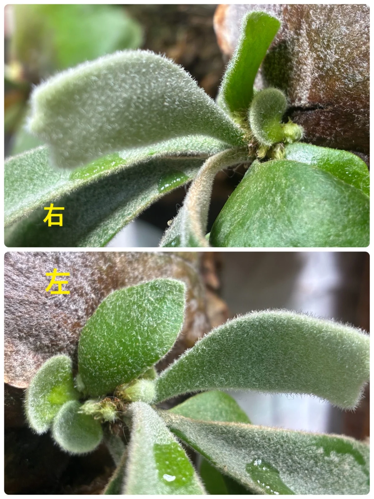 ビカクシダ　ウィリンキー　スポア