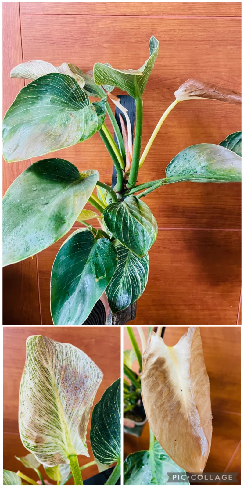 フィロデンドロン　バーキン　100均　葉焼け