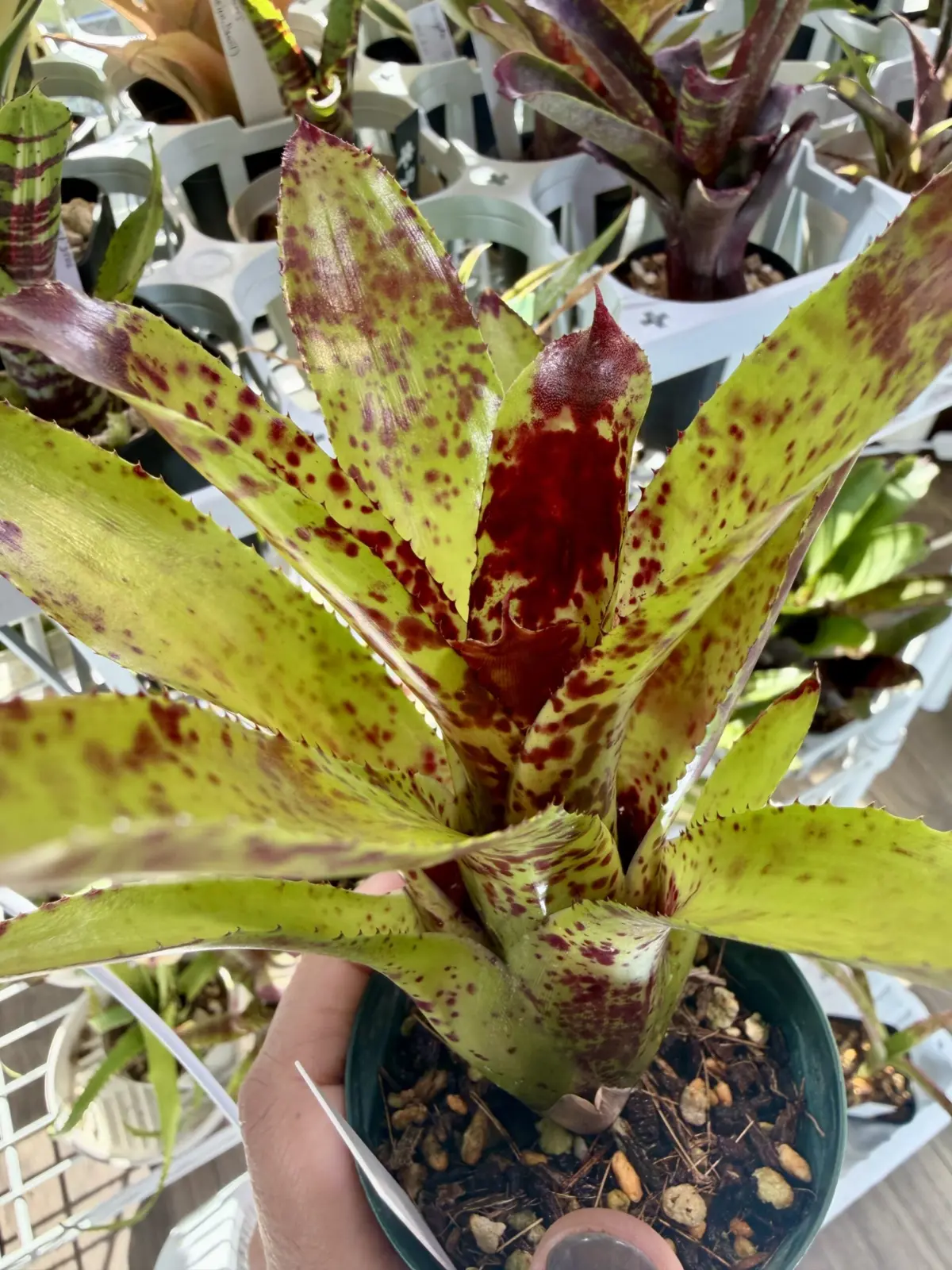 ネオレゲリア　チアーズ