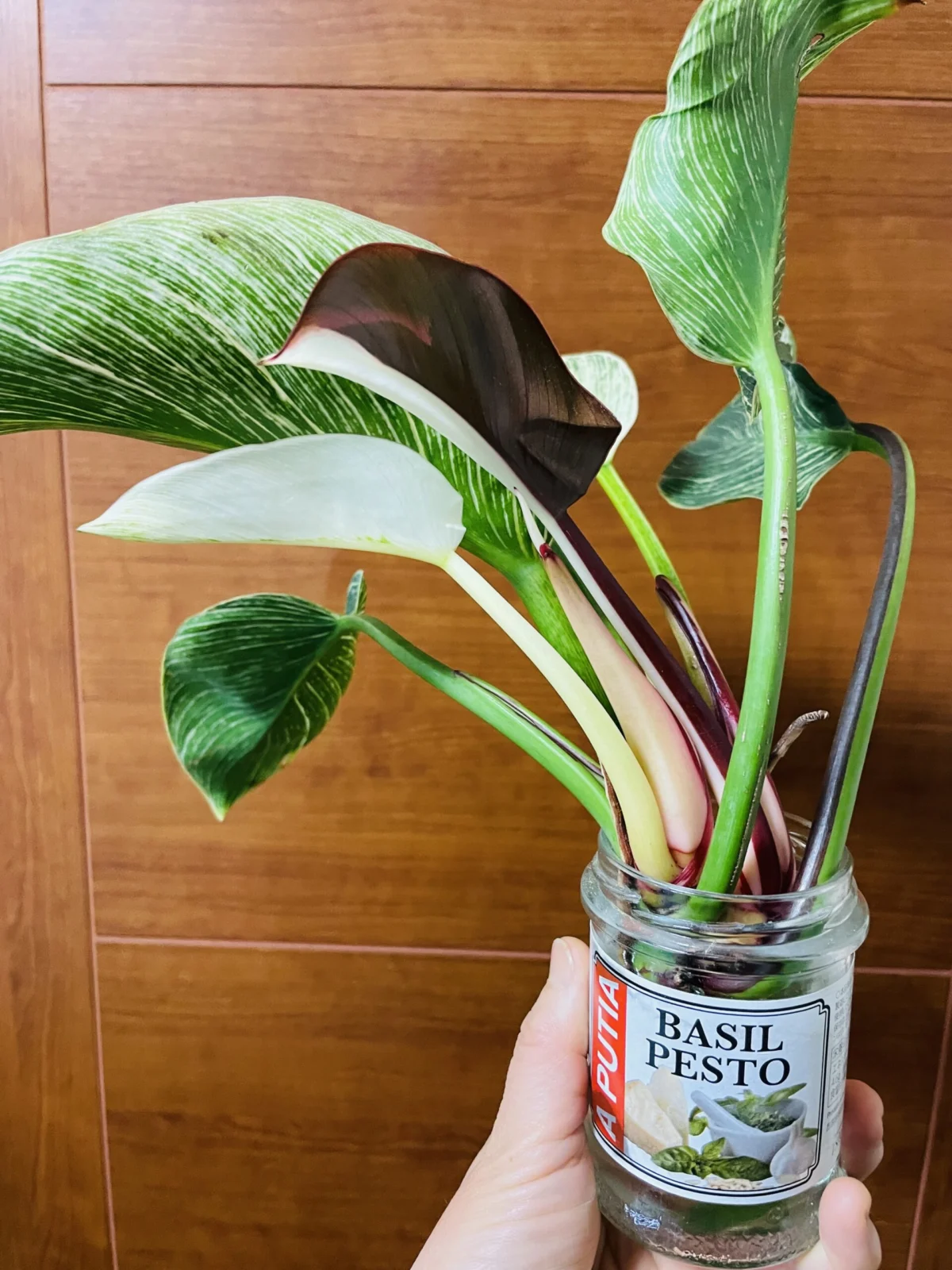 フィロデンドロン　バーキン　ハーフの新葉