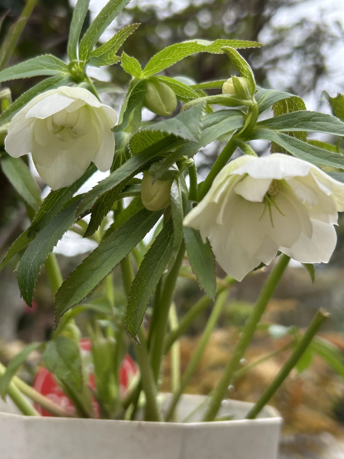 クリスマスローズ　プチドール