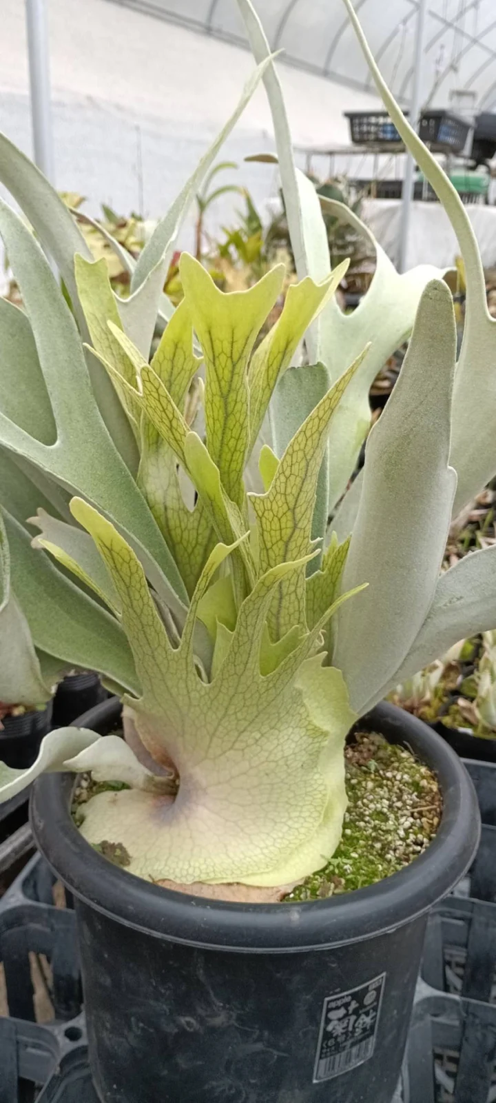 ビカクシダ ベイチー