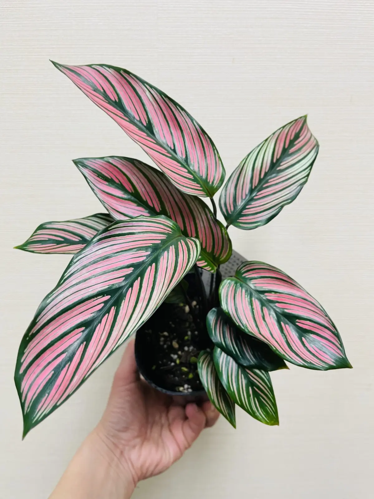 カラテア　ホワイトスター