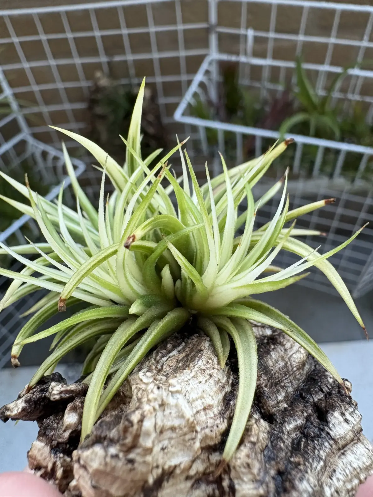 ティランジア　イオナンタ　アルボマルギナータ