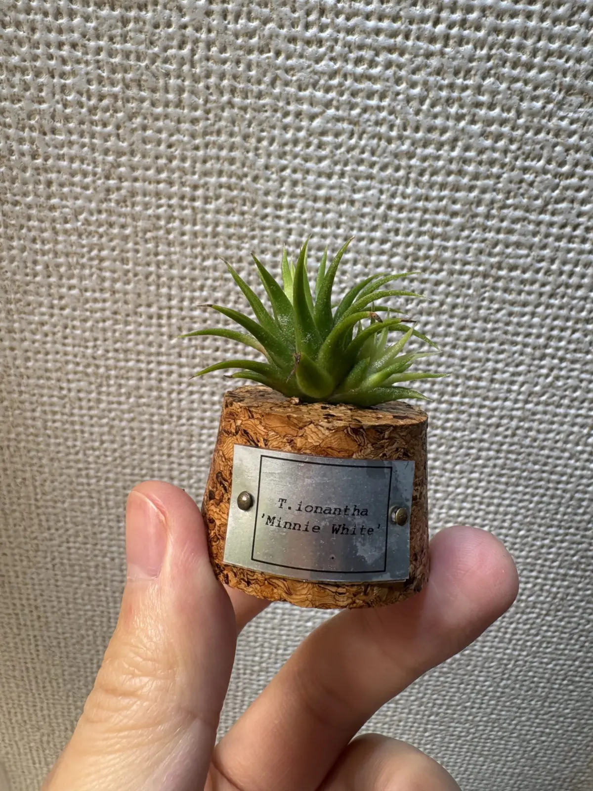 ティランジア　イオナンタ　ミニーホワイト