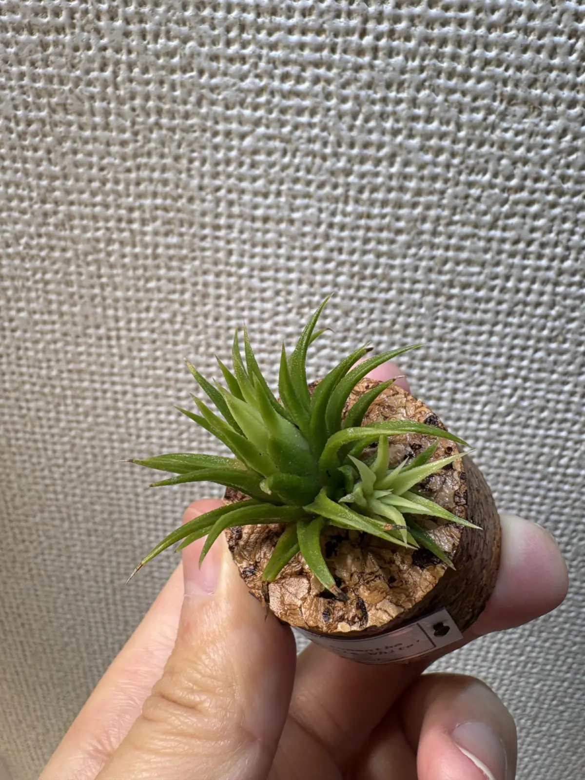 ティランジア　イオナンタ　ミニーホワイト