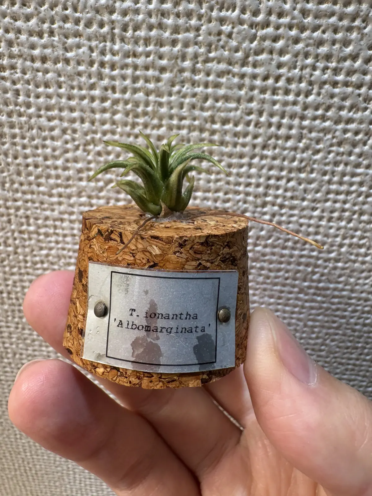 ティランジア　イオナンタ　アルボマルギナータ　水切れ