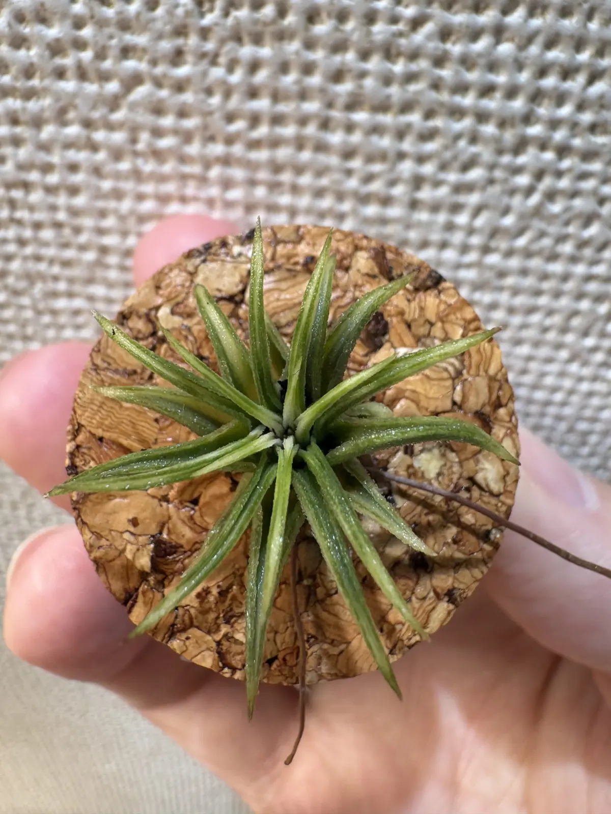 ティランジア　イオナンタ　アルボマルギナータ　水切れ