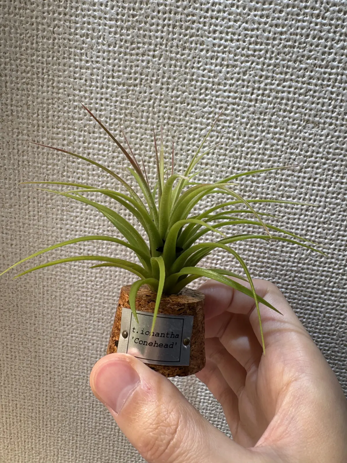 ティランジア　イオナンタ　コーンヘッド