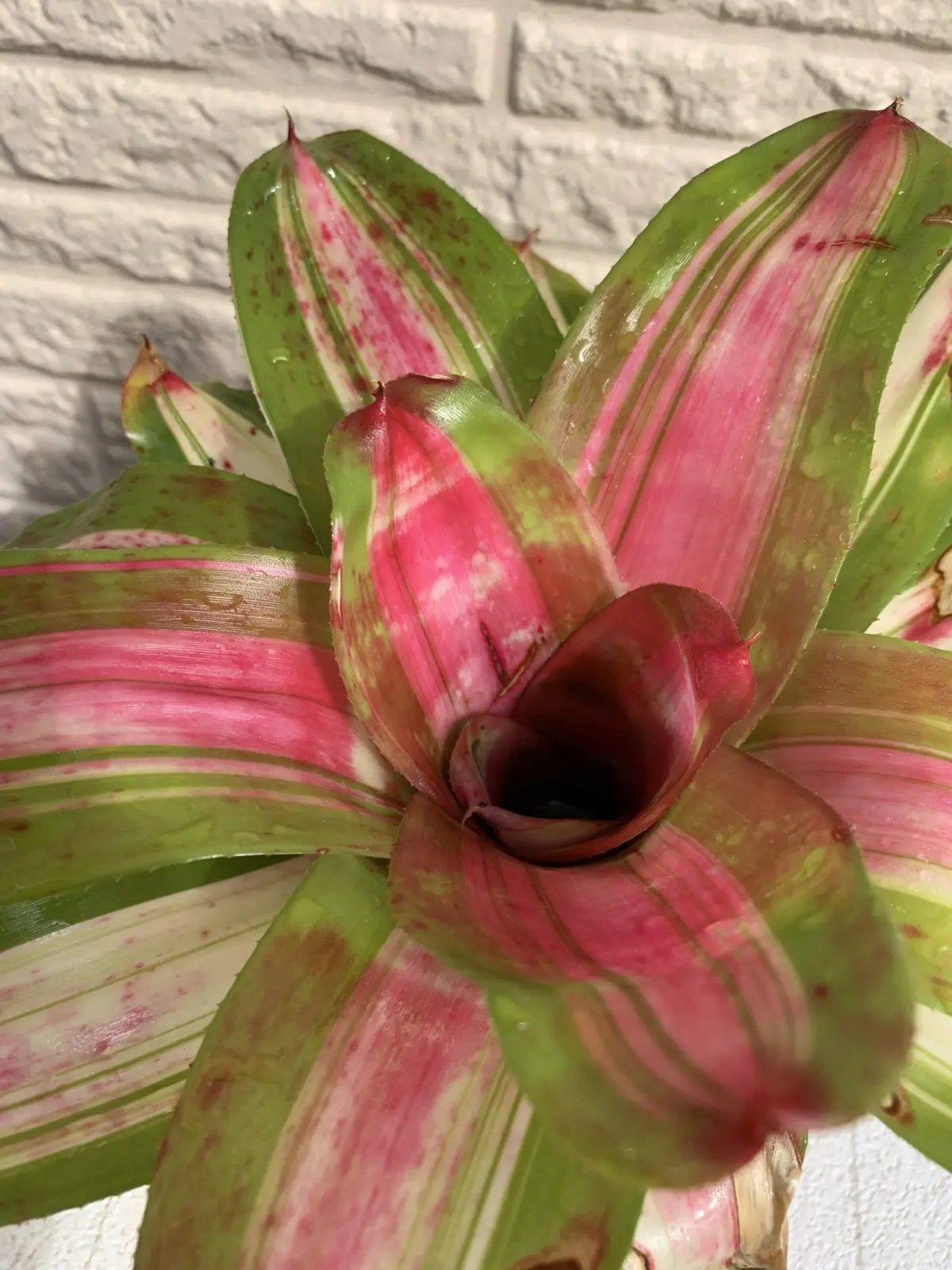 ネオレゲリア　カーナバリア