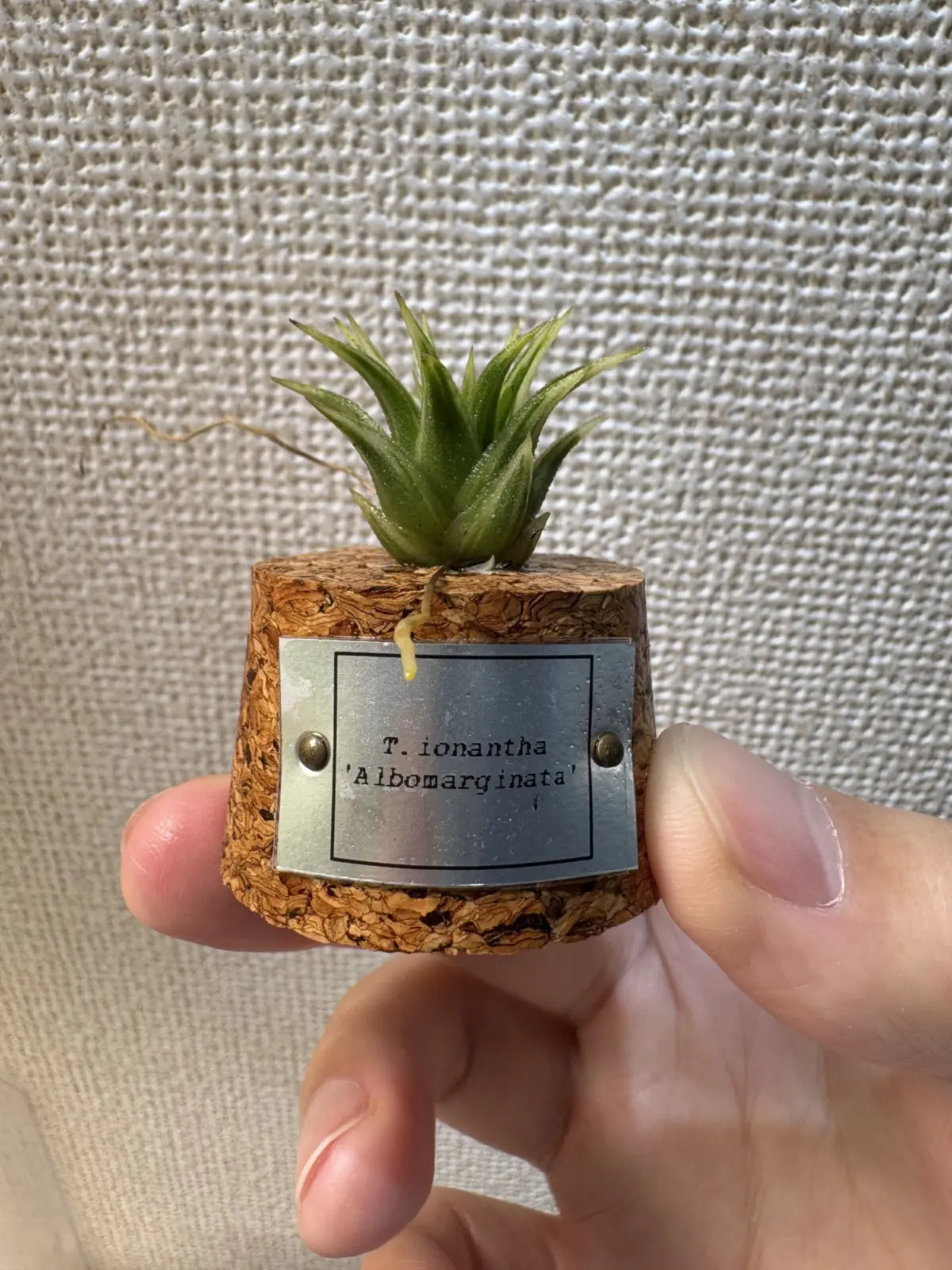 ティランジア　イオナンタ　アルボマルギナータ