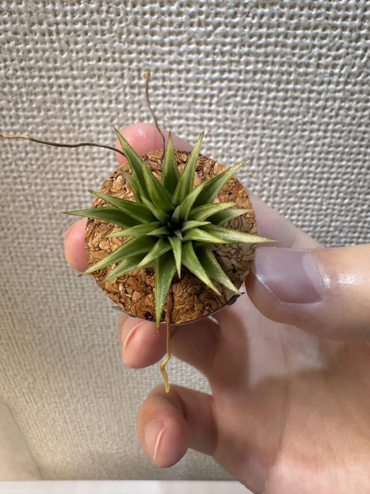 ティランジア　イオナンタ　アルボマルギナータ