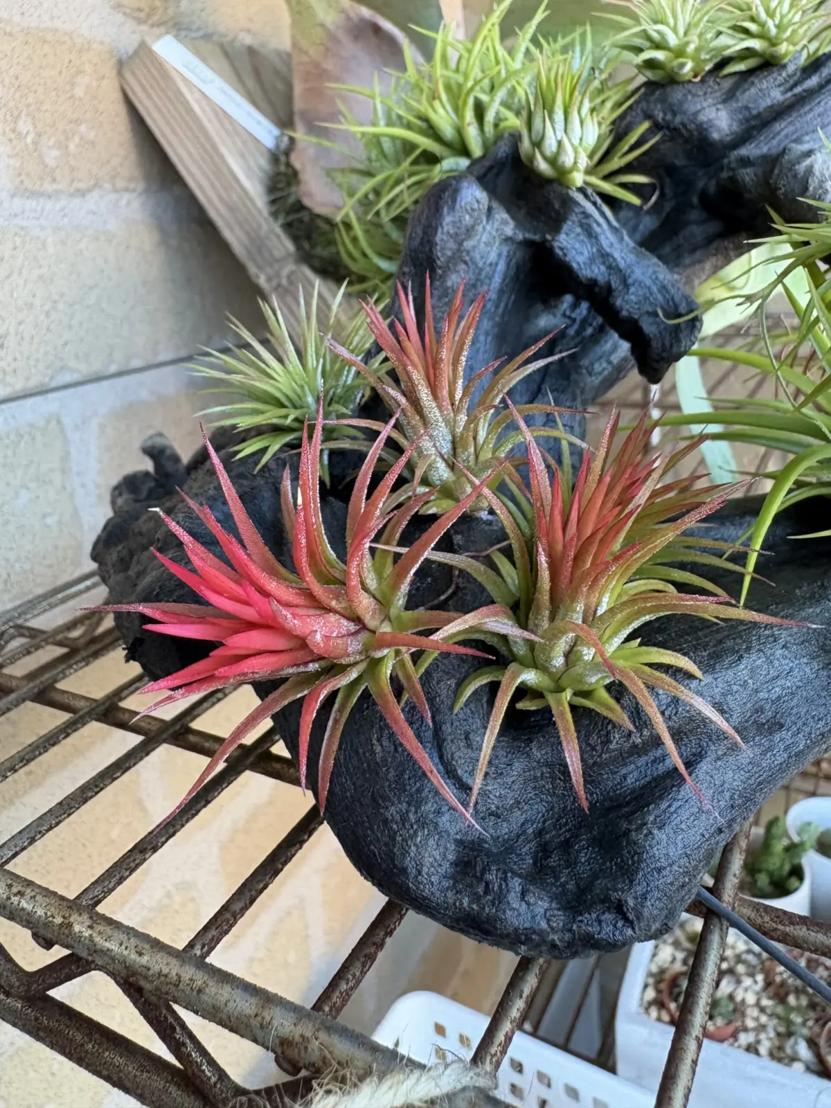 ティランジア　イオナンタ　フエゴ