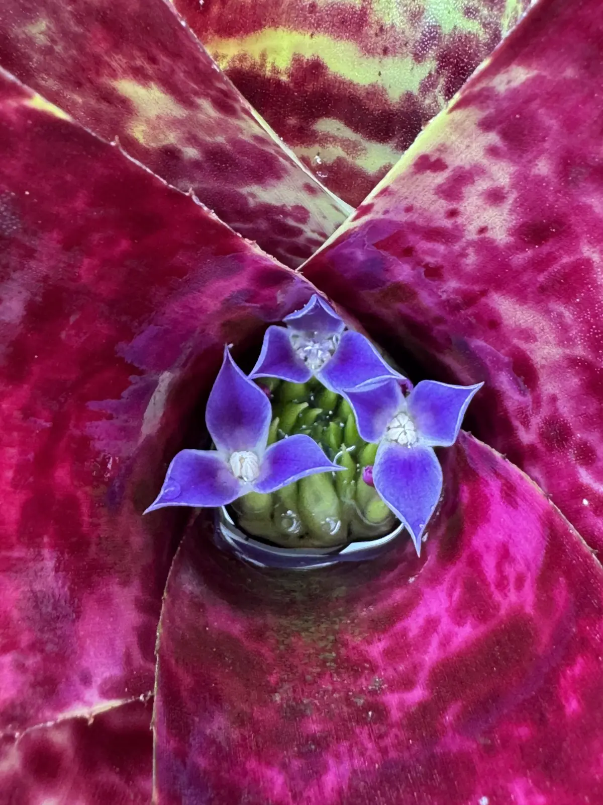 ネオレゲリア　ジャバプラム　花