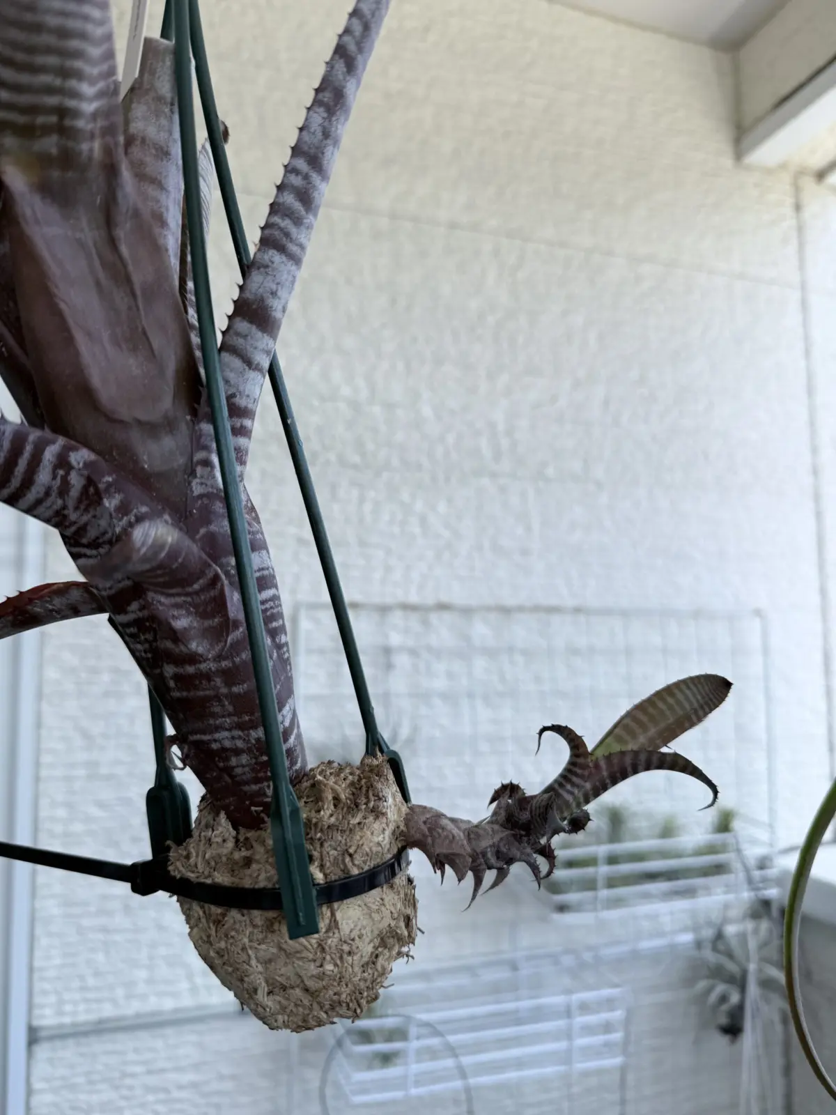 クランベリーフロスト　横から子株　成長記録2