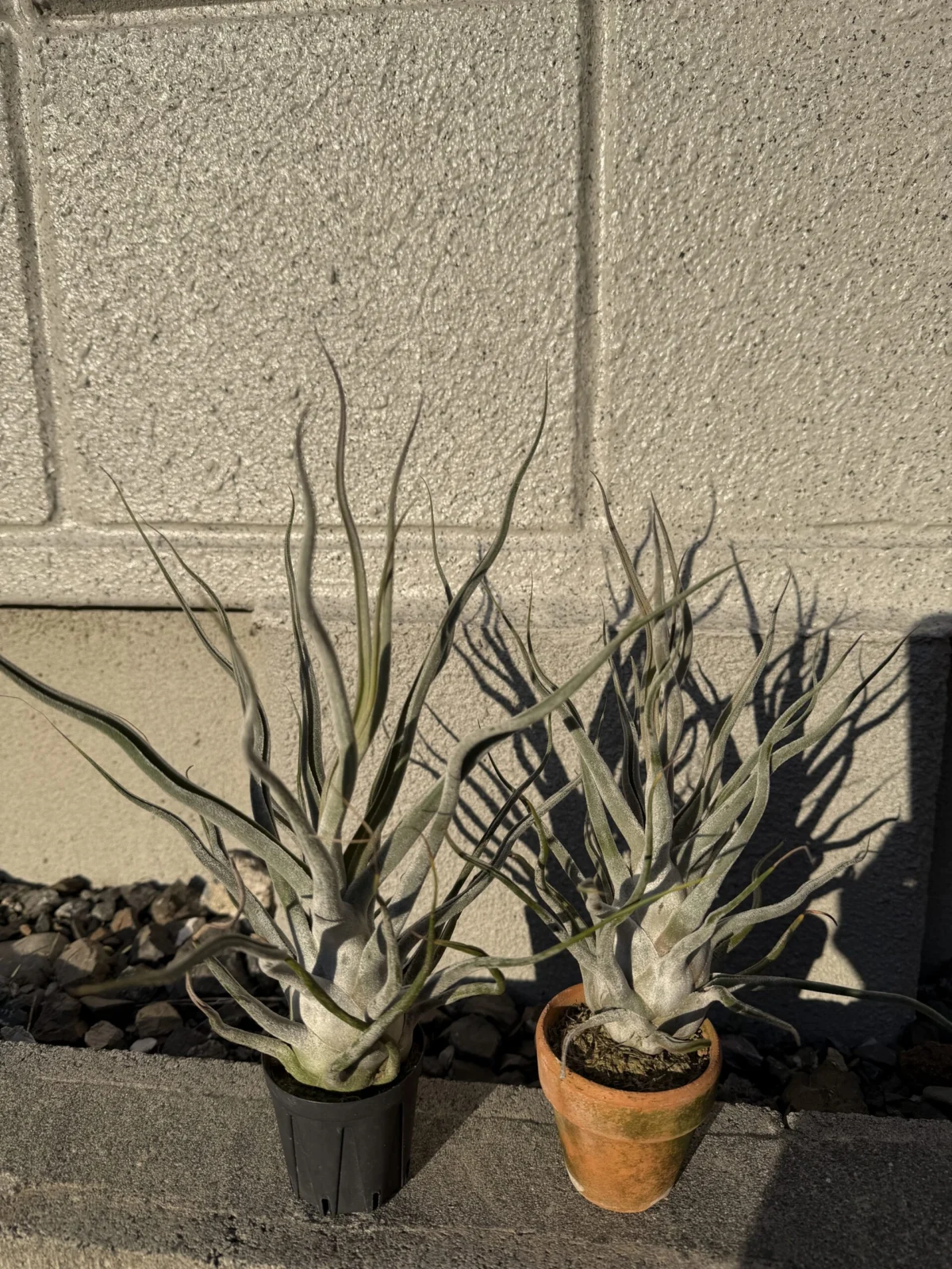 チランジア・タイ（Ty）