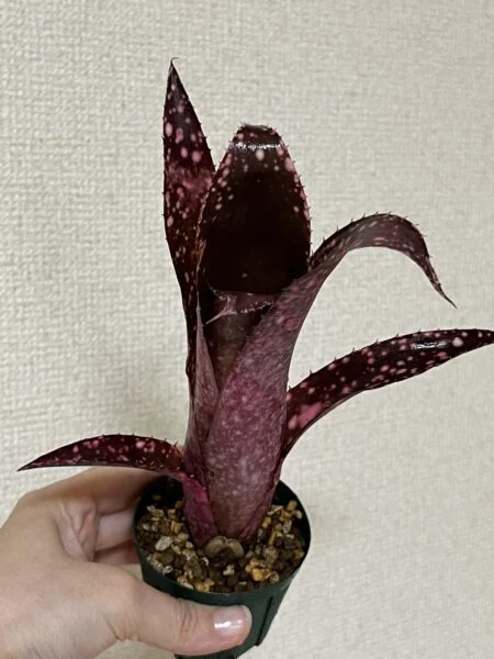 ビルベルギア アモエナ