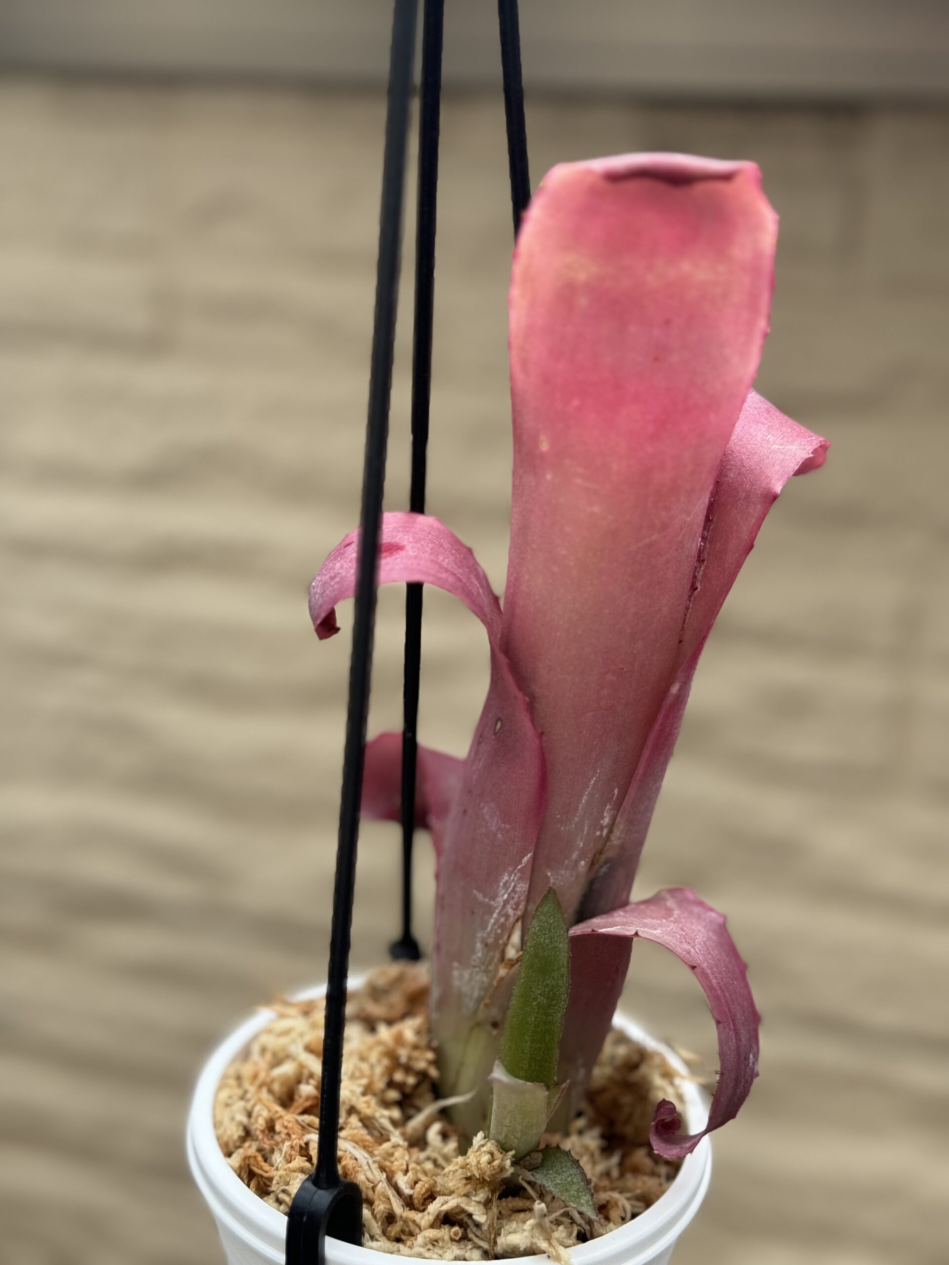 ビルベルギア　エレガンス