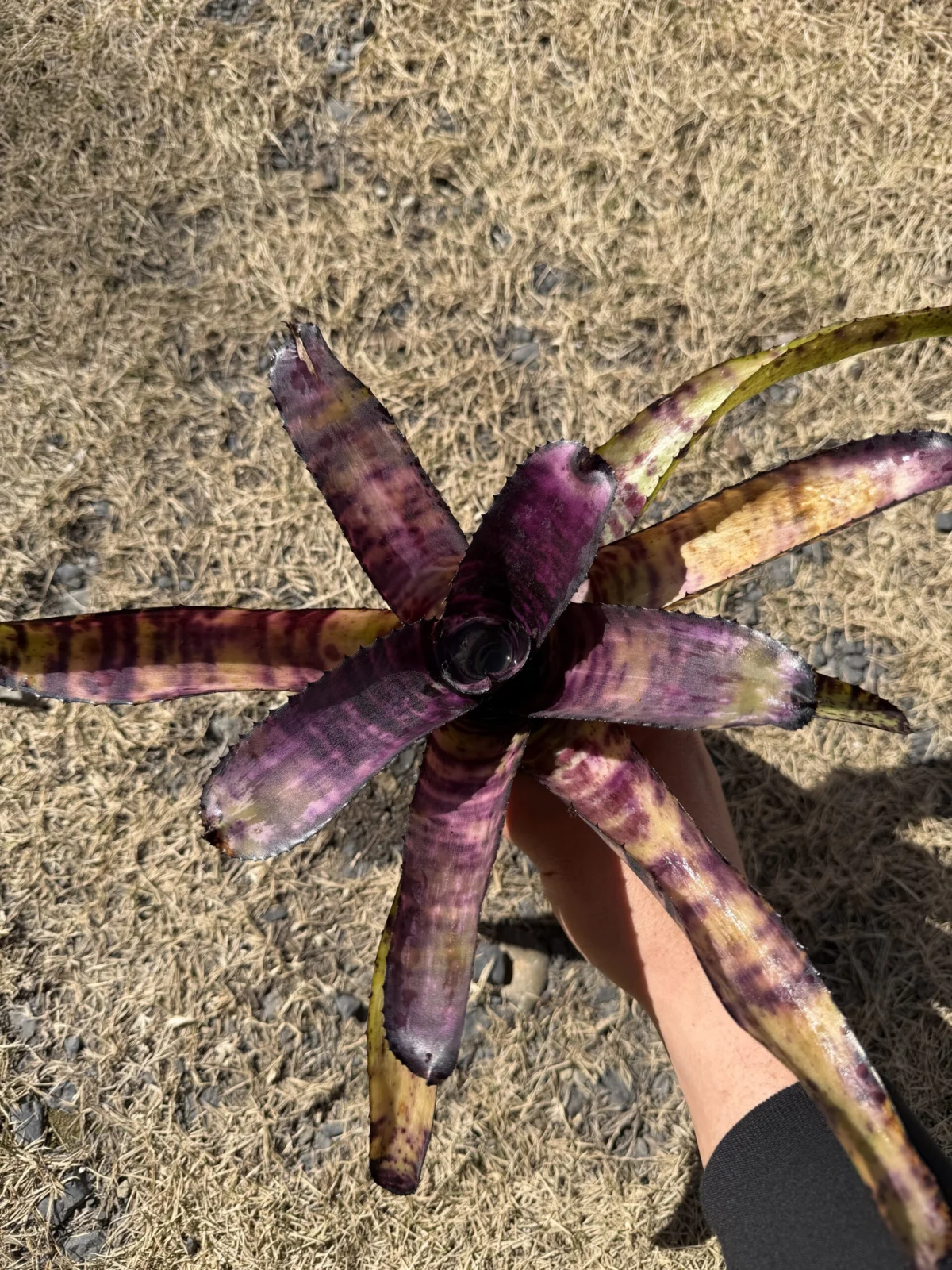 エクメア　ハンニバルレクター