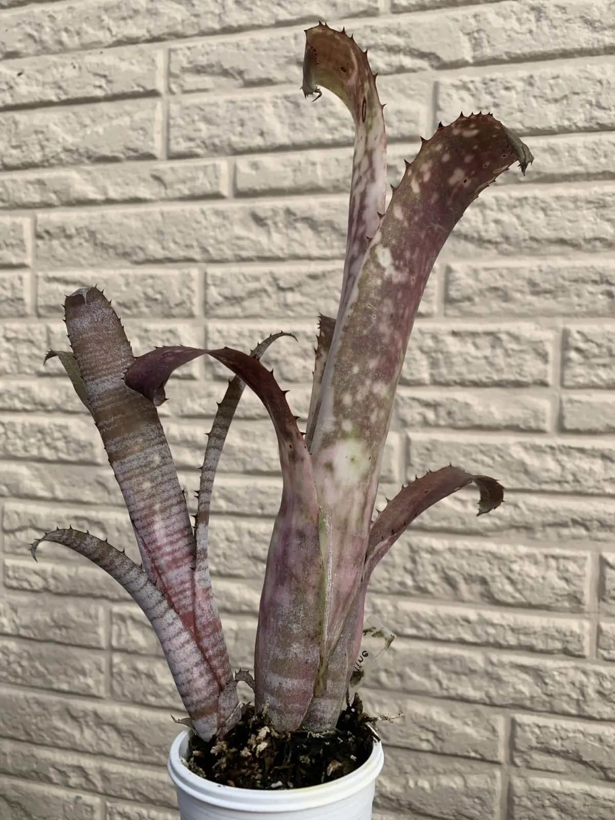 ビルベルギア　パイプライン