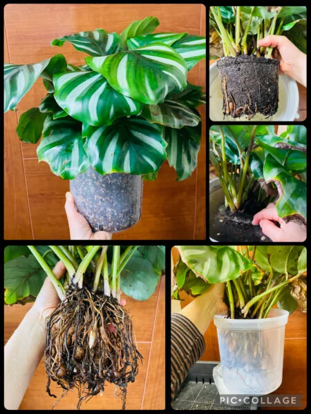 カラテア　べサール　植替え