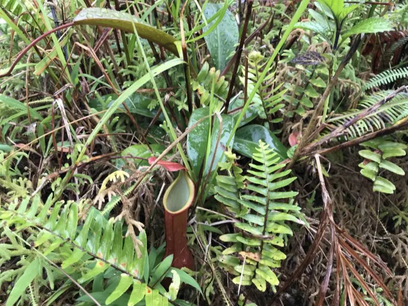 ネペンテス　アラタ　自生地　ウツボカズラ