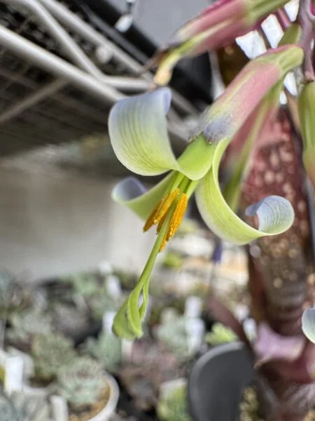 ビルベルギア　クムフラ　花