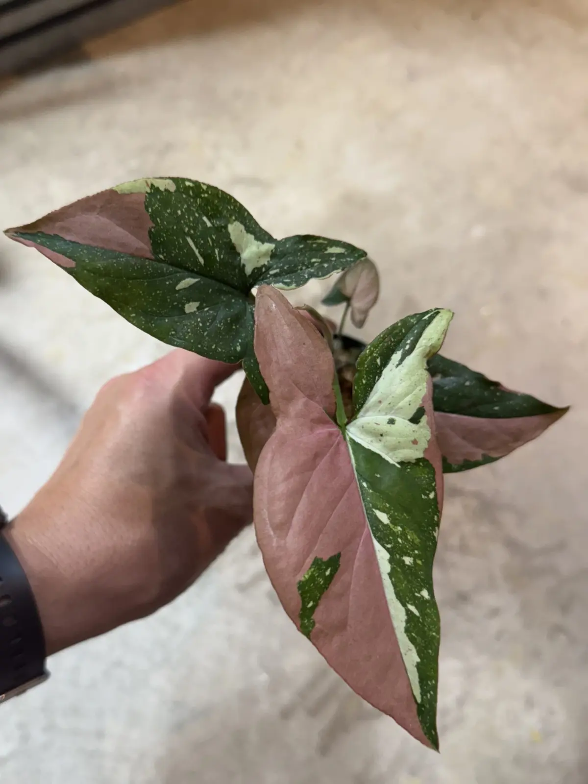 シンゴニウム　レッドスポットトリカラー