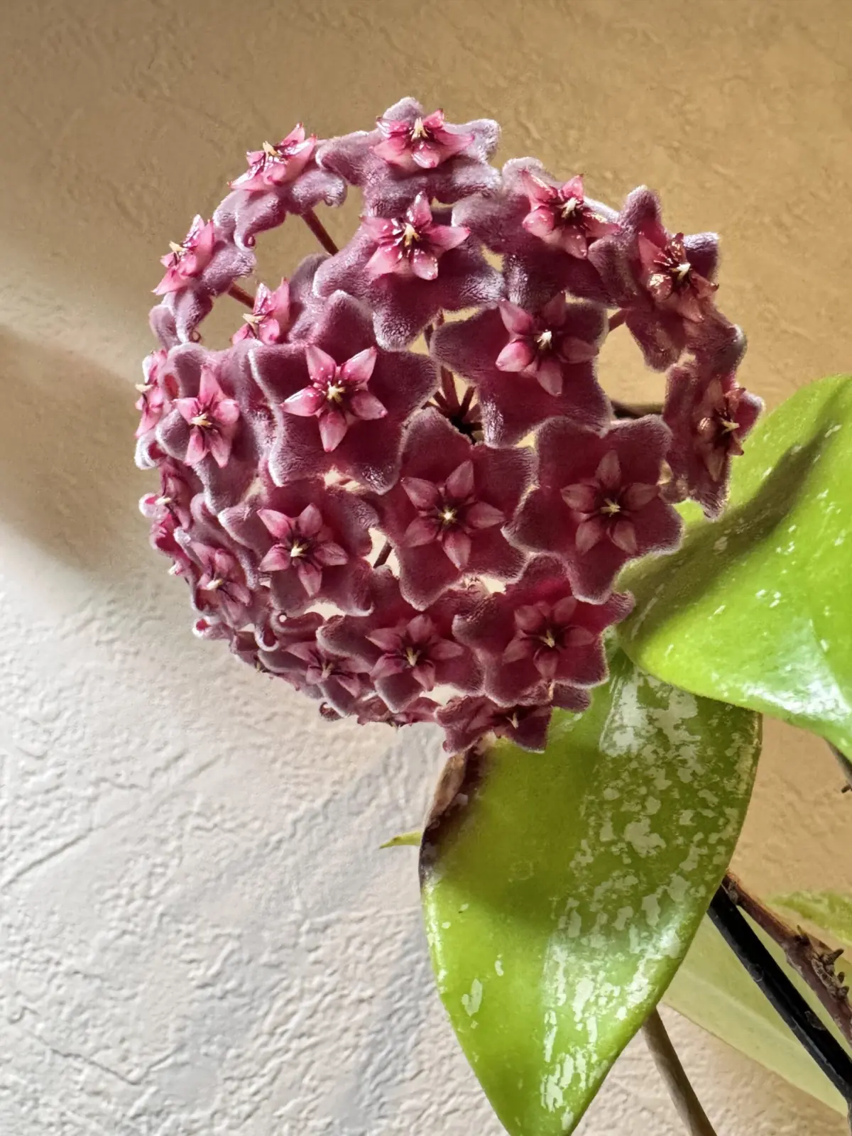 ホヤ　プビカリクス　ピンクドラゴン