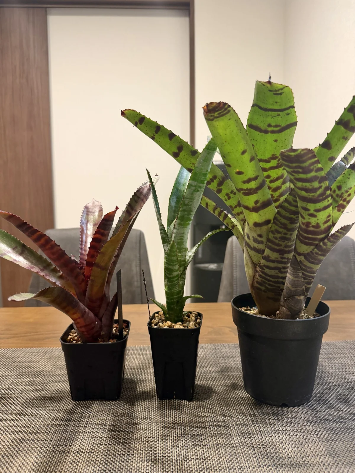 痛そうなタンクブロメリア3選