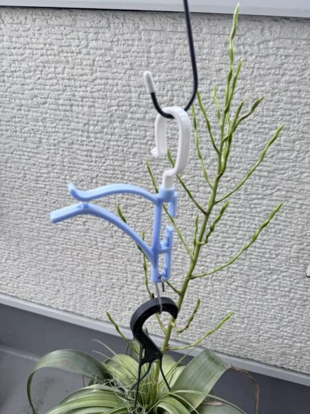 ティランジア　ウトリキュラータ　でっかいガチャ花芽来て1ヶ月半　#成長記録6