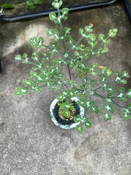 アデニア　ペリエリ