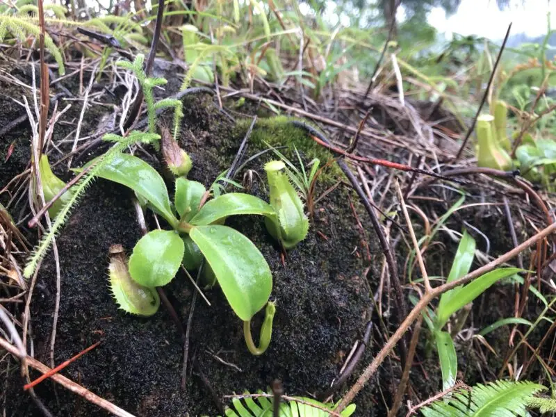 ネペンテス　アラタ　自生地　食虫植物
