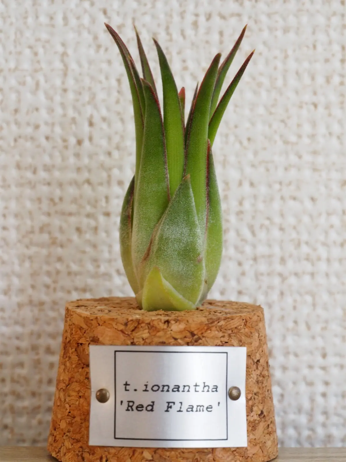 ティランジア　イオナンタ　レッドフレイム