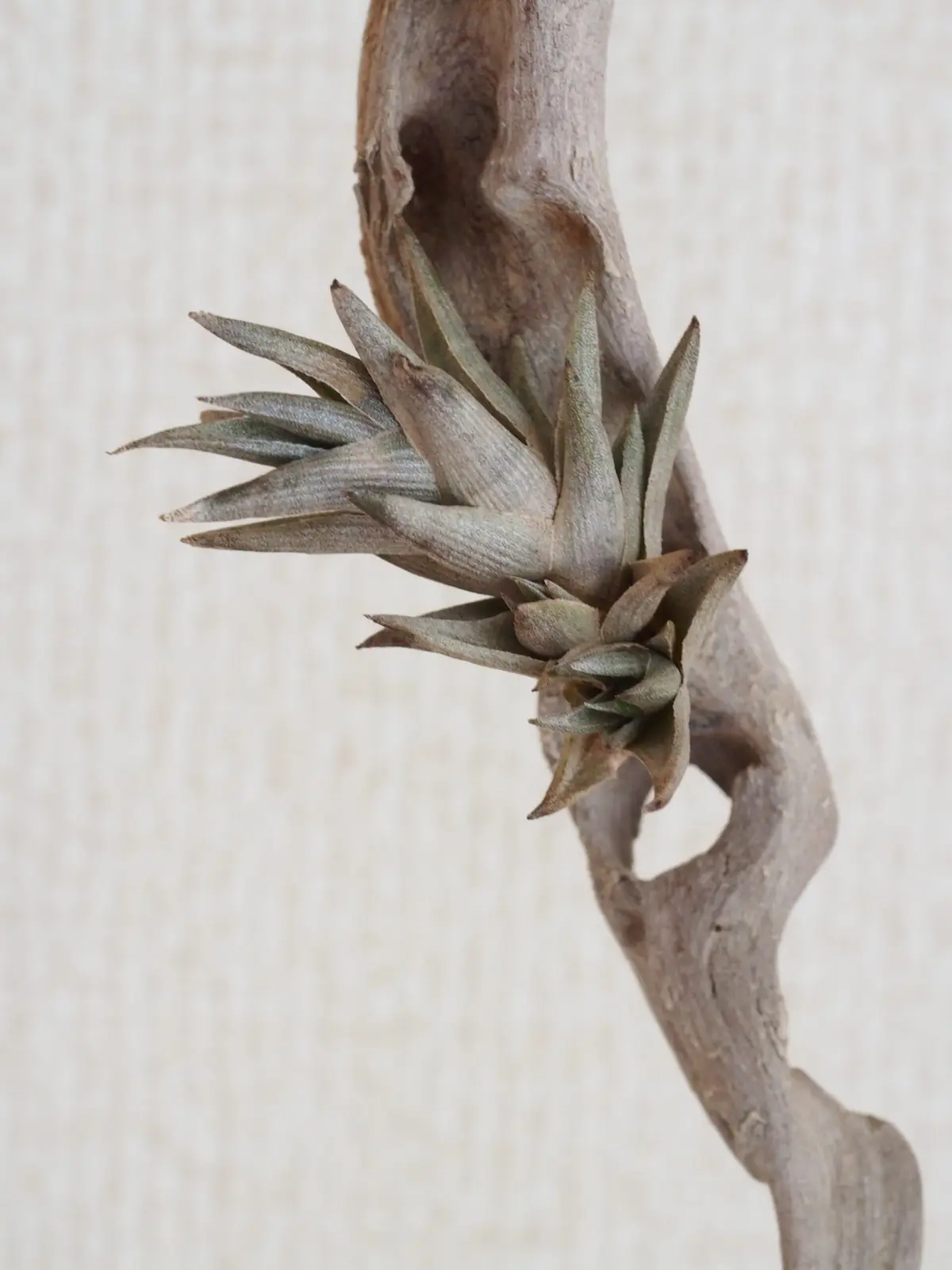 ティランジア　ペイラノイ