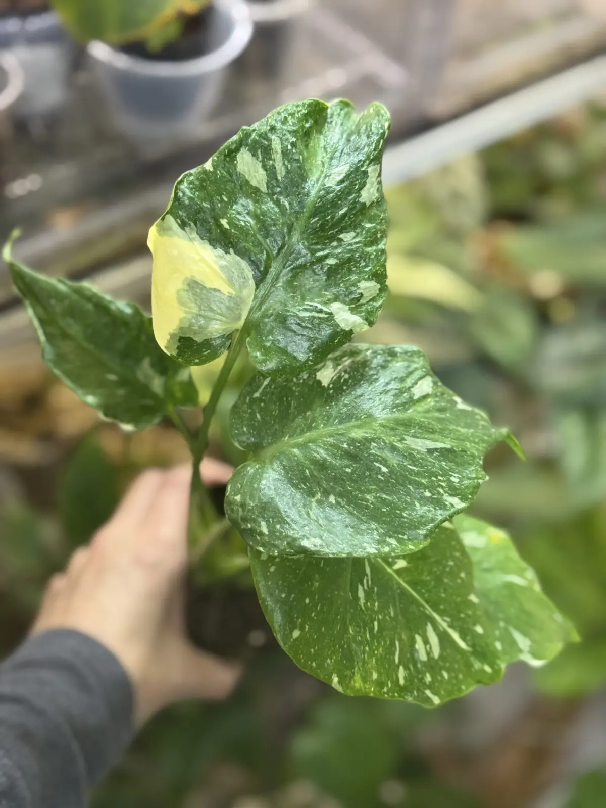 モンステラ　デリシオーサ　タイコンステレーション