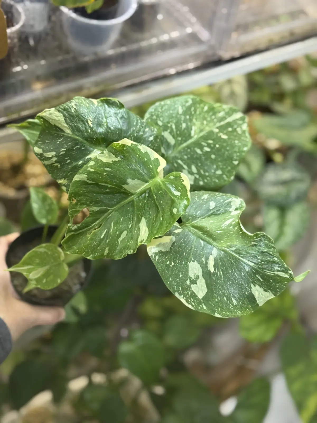 モンステラ　デリシオーサ　タイコンステレーション